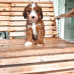 Valor - Sable male Bernedoodle puppy in Jackson, Missouri from Pincksten Family Doodles