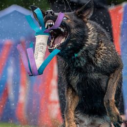 German Shepherds from WildHaven Shepherd