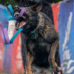 German Shepherds from WildHaven Shepherd