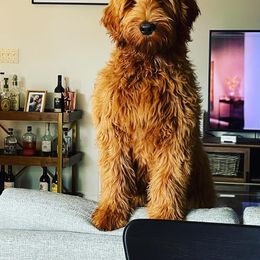 Goldendoodle Puppies from Valley View Goldendoodles