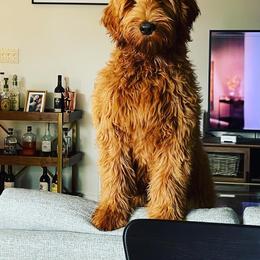 Goldendoodle Puppies from Valley View Goldendoodles