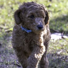 Baby Blue Collar - Red  male Poodle puppy in Cleveland, Texas from Mayday Quality Poodles