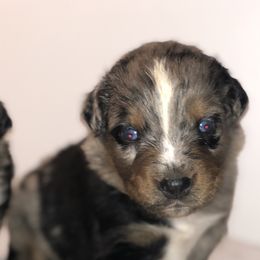 Australian Shepherd Puppies from Wagon Wheel Aussies