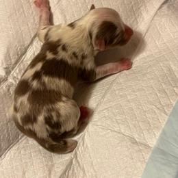 Red Merle Female 2 Rose - Red merle female Miniature American Shepherd puppy in Prunedale, California from 4MLA STABLES