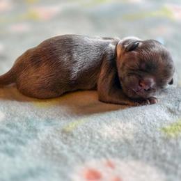 Riddler - Light Blue Collar - Blue male Shih Tzu puppy in Troy, Ohio from Ever After Tails