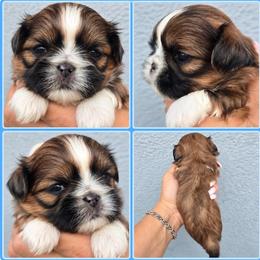 Bentley - Tricolor male Shih Tzu puppy in Modesto, California from Debbie's Darling Shih Tzus