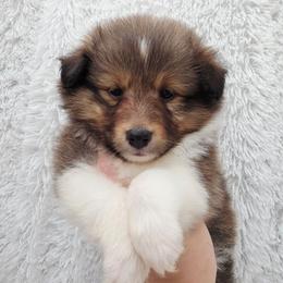 Falcon - Sable and white male Shetland Sheepdog puppy in Central City, Kentucky from Hope's Heart Shelties