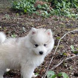 Pomskies from Petite Pomsky