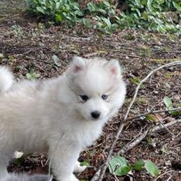 Pomskies from Petite Pomsky