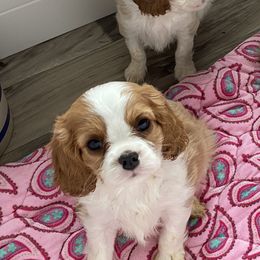 Cavalier King Charles Spaniel Puppies from Bella Fleur Cavaliers