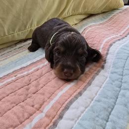 Viper - Chocolate and tan male Dachshund puppy in Willcox, Arizona from Tootsie's Tiny Toes