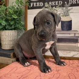 Yeti - Blue male Great Dane puppy in Carencro, Louisiana from Halsey Danes