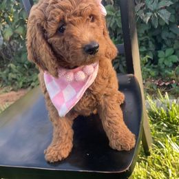 Goldendoodle, Maltipoo, and Poodle Puppies from Winchester Hills Poodles and Doodles