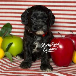 Stymie - Black male Cavapoo puppy in Nashville, Arkansas from Rocky Road Puppies