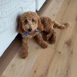 Bordoodle and Poodle All Grown Up from Poo's Doo's & Inu's