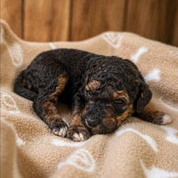 Falcon - Phantom male Goldendoodle puppy in Pittsburg, Texas from Grace Springs Goldendoodles