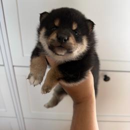 Wednesday - Black and tan female Shiba Inu puppy in Napa, California from Shinin Shibas