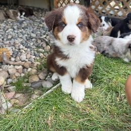 Tito - Red tri male Miniature Australian Shepherd puppy in Marion, Michigan from Highland Hills Mini Aussies