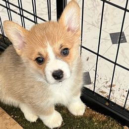 Puppy #1 Sophie - Red Pembroke Welsh Corgi puppy in Tehachapi, California from Shenanigans Ranch