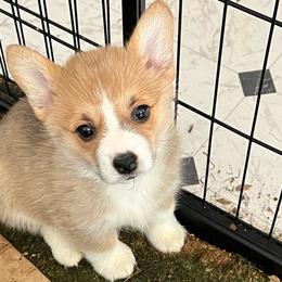 Puppy #1 Sophie - Red Pembroke Welsh Corgi puppy in Tehachapi, California from Shenanigans Ranch