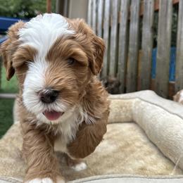 Bernedoodle, Poodle, and Saint Berdoodle Puppies from Myt fine doodles