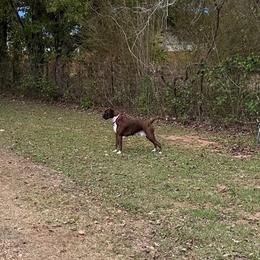 Jenna - Boxer