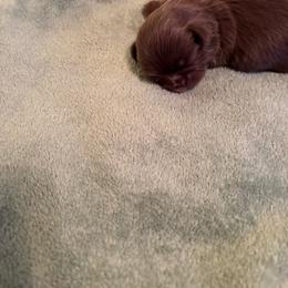 Ryder - Liver male Shih Tzu puppy in Buffalo, New York from Irish Eyes ShihTzu