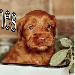 Peaches - Caramel female Australian Labradoodle puppy in Decatur, Alabama from Southern Meadows Doodles