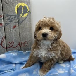 Cockapoo, Cocker Spaniel, Goldendoodle, and Maltipoo Puppies from Loris Pampered Pooches💕