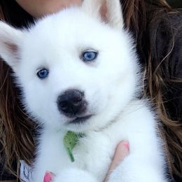 Siberian Husky Puppies from Douglas Mountain Farm and Kennel