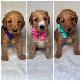Female Pick 3 of 3 - Apricot female Goldendoodle puppy in Kingsville, Missouri from The Bruce Farm