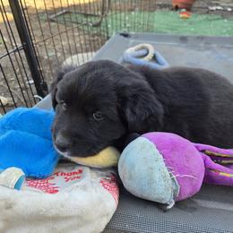 Australian Shepherd and Miniature Australian Shepherd Puppies from Cara Harker