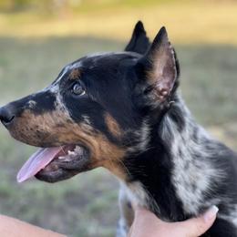 Beauceron and Doberman Pinscher Puppies from Elitehaus