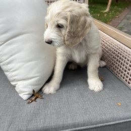 Goldendoodle Puppies from Simmons Goldendoodles