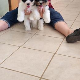 Biewer Terrier Puppies from Bibeau's Biewer Terriers