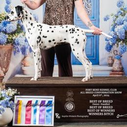 Dalmatians from Wonderland Dalmatians