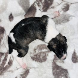 Darktanian - White and red brindle male Whippet puppy in London, Kentucky from Tigger’s Whippets