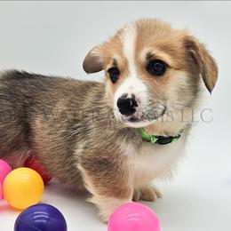 Leafeon - Red male Pembroke Welsh Corgi puppy in Kiowa, Colorado from Cool Water Corgis LLC