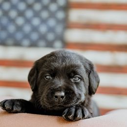 Purple Collar Male - Black male Labrador Retriever puppy in Davidsonville, Maryland from Freedom Ranch Labs