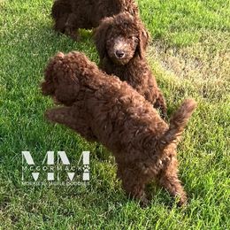 Double Doodle and Morkie Puppies from McCormack Morkies + Merle Doodles