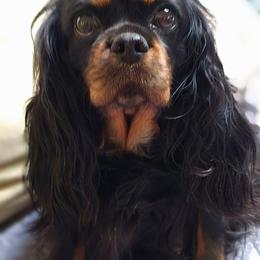 Lula - Cavalier King Charles Spaniel