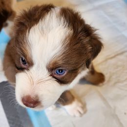 Ginny - Red tri-color female Australian Shepherd puppy in Harrodsburg, Kentucky from Triple M Aussies