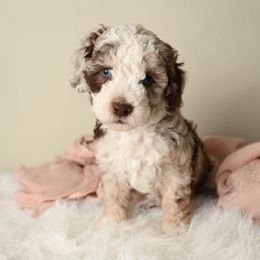Belle - Red merle female Aussiedoodle puppy in Lincoln, California from Frenchie LOVE and Doodles