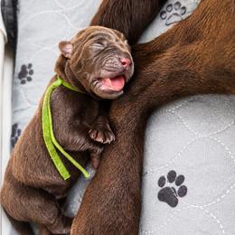 Dewie - Chocolate male Labrador Retriever puppy in Amery, Wisconsin from Cornerstone Retrievers