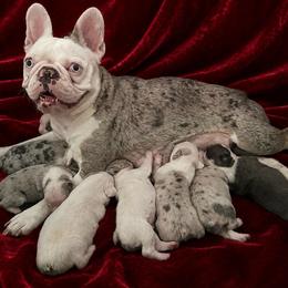 Cord - Blue male Companion Cross puppy in Fort Smith, Arkansas from Blue Elite Boston Terriers Frenchies & Frenchtons