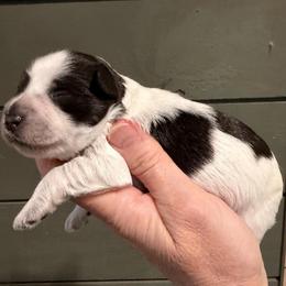 Ms Liberty - Parti female Miniature Schnauzer puppy in Silver Creek, Mississippi from Mamie’s Minis, LLC