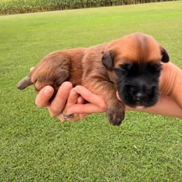 Black Panther - Wheaten male Soft Coated Wheaten Terrier puppy in Illinois from Sarabeth's Friendly Pups
