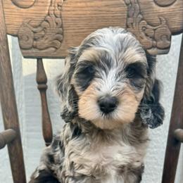 Praline Pecan (Praline) - Merle female Bernedoodle puppy in Hendersonville, North Carolina from Kim's Cove