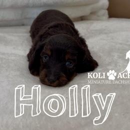 Holly - Black and tan female Dachshund puppy in Kemp, Texas from Koli Acres