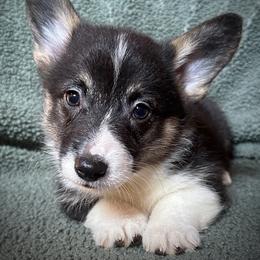 Boy 2 - Black and tan male Pembroke Welsh Corgi puppy in Surprise, Arizona from Ruff and Rowdy Corgis